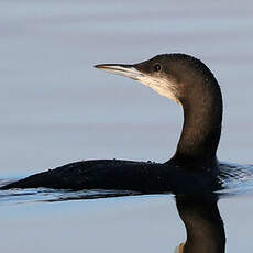 Plongeon arctique