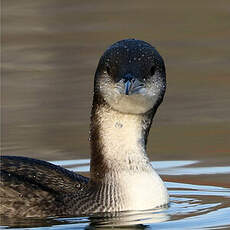 Plongeon arctique