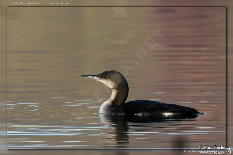 Plongeon arctique, nage