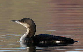 Plongeon arctique