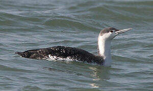 Red-throated Loon