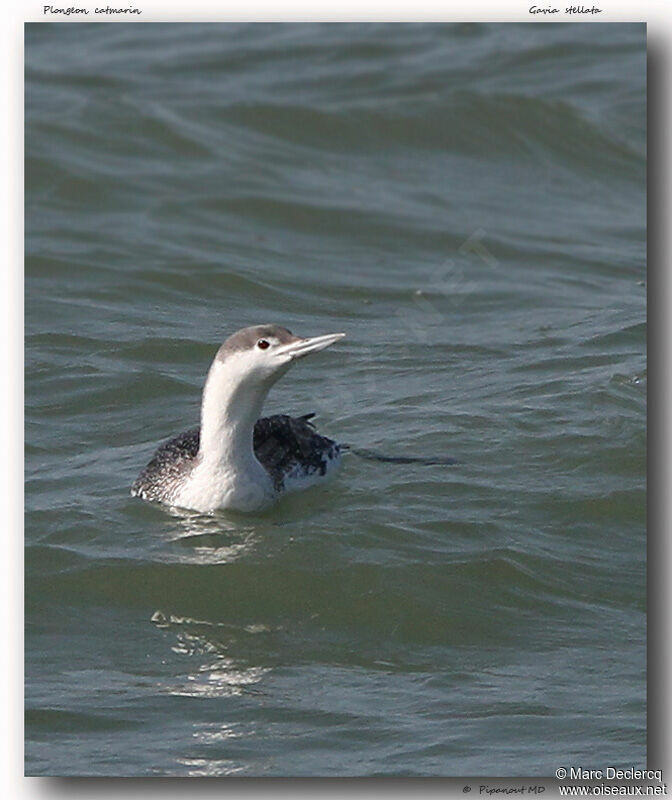 Red-throated Loon, identification