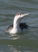 Red-throated Loon