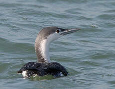 Plongeon catmarin