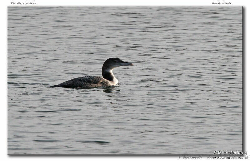 Plongeon imbrin, identification