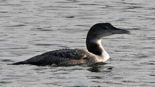 Common Loon