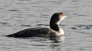 Common Loon