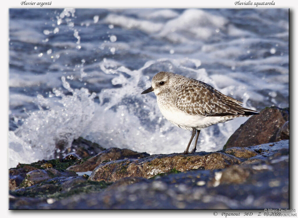 Grey Plover