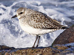 Grey Plover