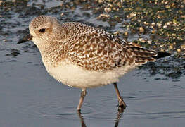 Grey Plover