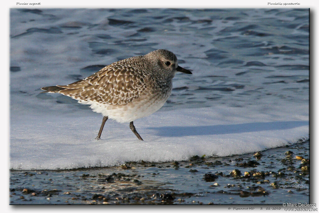 Grey Plover