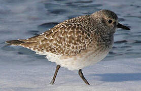 Grey Plover