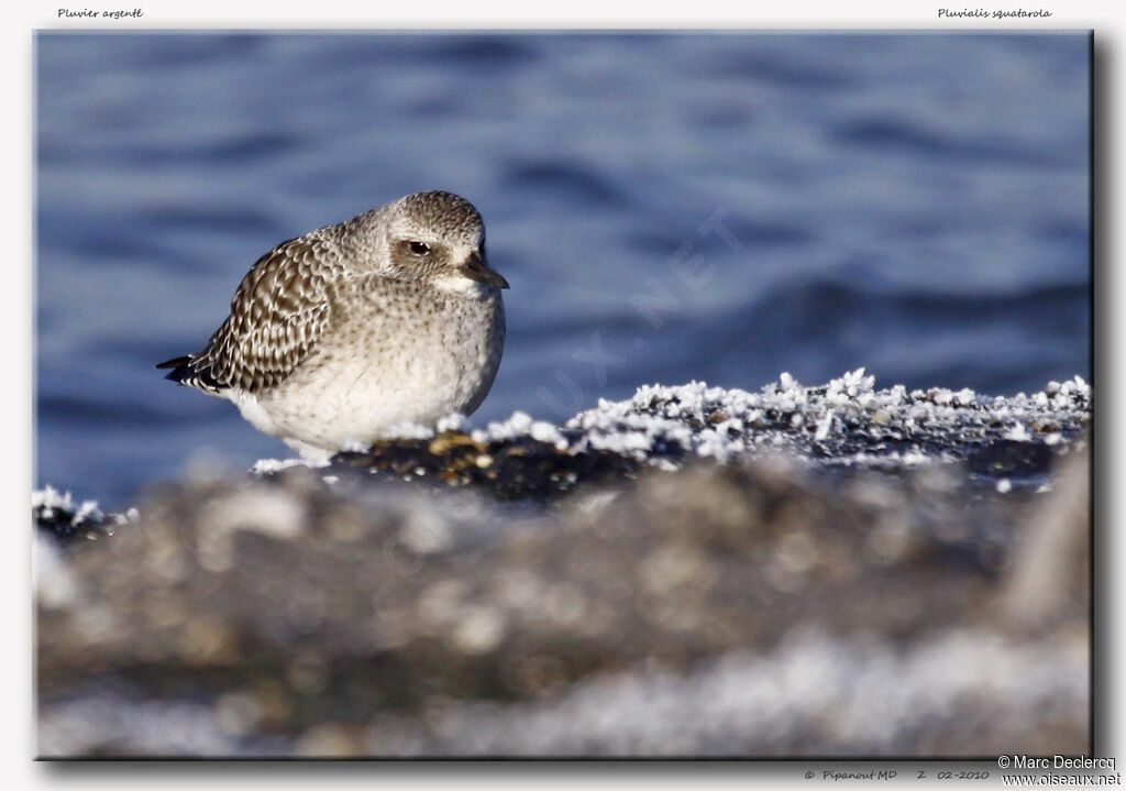 Grey Plover