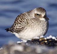 Grey Plover