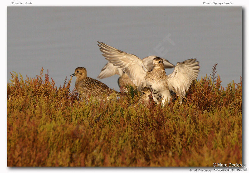 European Golden Plover, identification