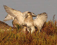 European Golden Plover