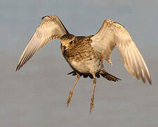 European Golden Plover