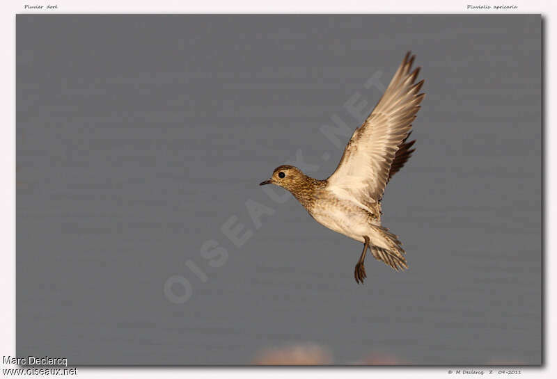 European Golden Ploverjuvenile, Flight