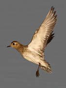 European Golden Plover