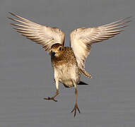 European Golden Plover