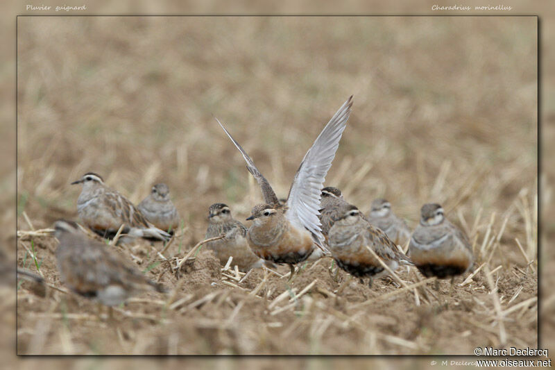 Eurasian Dottereladult, identification