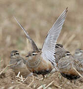 Eurasian Dotterel