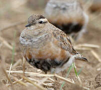 Eurasian Dotterel