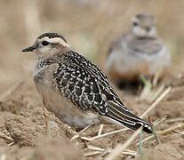 Eurasian Dotterel