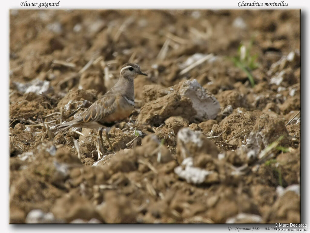 Eurasian Dotterel