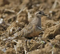 Eurasian Dotterel