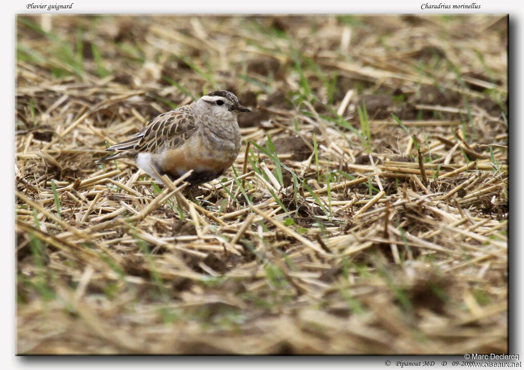 Eurasian Dotterel