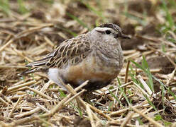 Eurasian Dotterel