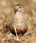 Eurasian Dotterel