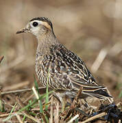 Eurasian Dotterel