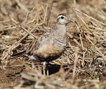 Eurasian Dotterel