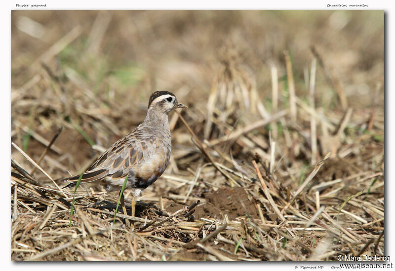 Eurasian Dotterel, identification