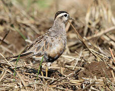 Eurasian Dotterel