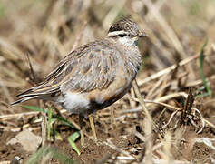 Eurasian Dotterel