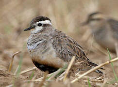 Eurasian Dotterel