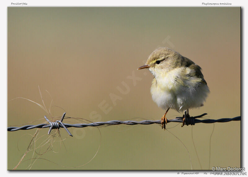 Willow Warbler, identification