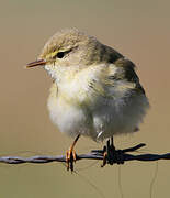 Willow Warbler