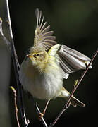 Willow Warbler