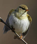 Willow Warbler