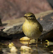 Willow Warbler