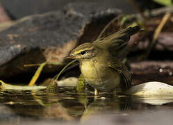 Willow Warbler