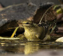 Willow Warbler