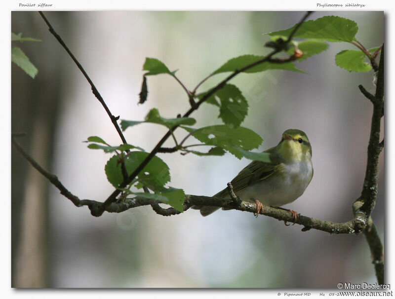 Wood Warbler male, identification