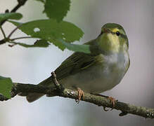 Wood Warbler