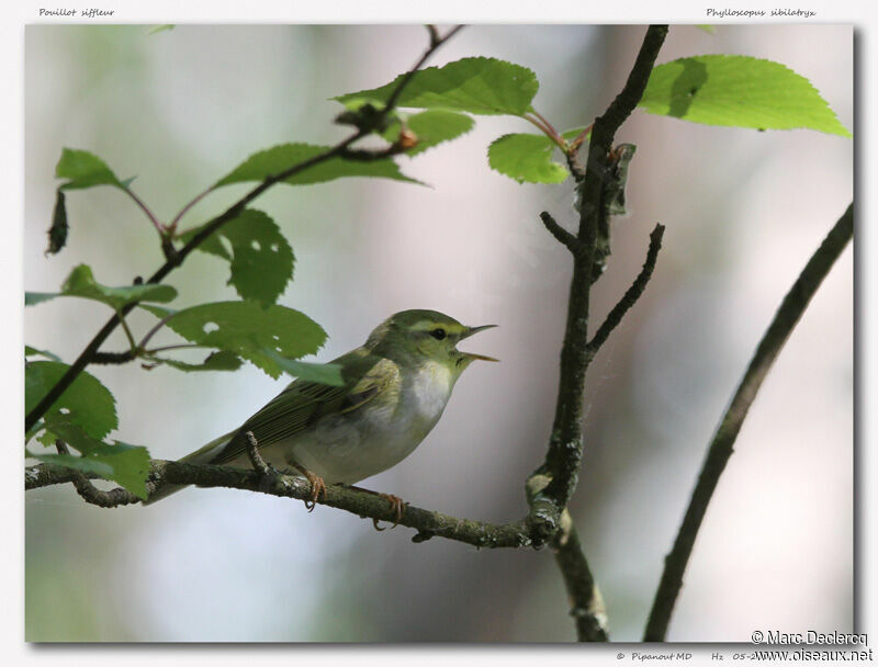 Pouillot siffleur mâle, identification, chant