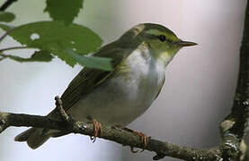 Wood Warbler